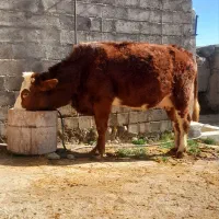 سه عدد گاو سمینتال قرمز جوان آبستن گاو صحرا|حیوانات مزرعه|نظر کهریزی, |دیوار