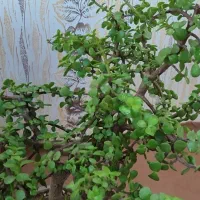 گل خرفه ای