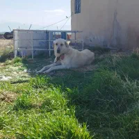 سگ ماده عراقی با دوتا توله