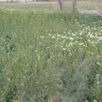 فروش زمین کشاورزی