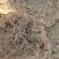 کاه نیشکر|لوازم جانبی حیوانات|ری, سیزده آبان|دیوار