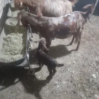 گم شدن دوراس بز|حیوانات مزرعه|رامهرمز, |دیوار