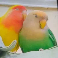 طوطی سبز گمشده