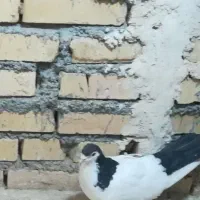 کفتر گرفتنی|پرنده|بجنورد, |دیوار