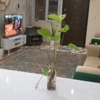 اجاره خانه ویلایی دوبلکس دوخواب