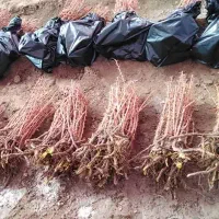 نهال زرشک پر ریشه