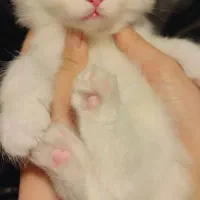 گربه بریتیش