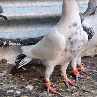 صید درجه یک