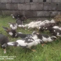 اردک خارجی 5ماهه|حیوانات مزرعه|عباس‌آباد, |دیوار