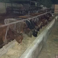 گوساله‌بومی‌جنس‌ودورگ