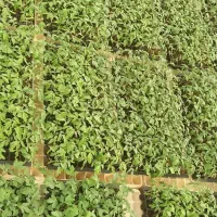 نشا گوجهفرنگی .خورموج