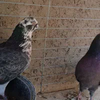 کفتر جفت|پرنده|یزد, |دیوار