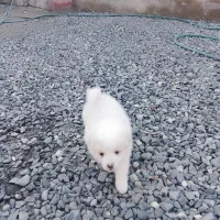 معاوضه با گوسفند