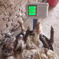 گوسفند‌بز‌دشتی