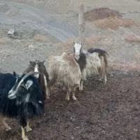 بز آبستن|حیوانات مزرعه|کیانشهر, |دیوار