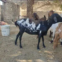 میش صومال ابستن|حیوانات مزرعه|بیرم, |دیوار