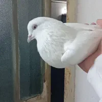 کفتر نر سفید پرشی