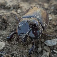 سوسک شاخدار