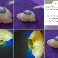 سنگی کم یاب و قدیمی|کلکسیون اشیاء عتیقه|طرقبه, |دیوار