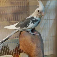 عروس سرلاکی گرینچیک دستی مرغ عشق