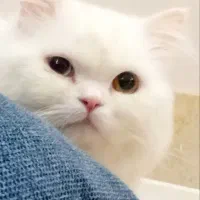 واگذاری گربه چشم دورنگ