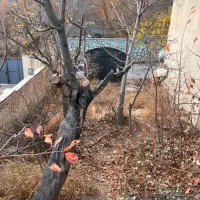 ویلا نیمه کاره روستای هرین(جاده چالوس)|فروش خانه و ویلا|آسارا, |دیوار