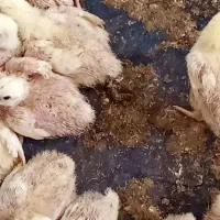 جوجه مرغ گوشتی