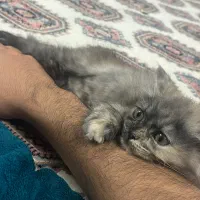 گربه گم شده|گربه|گنبد کاووس, |دیوار