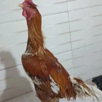 خروس و مرغ لاری|حیوانات مزرعه|گیلان غرب, |دیوار