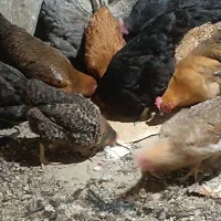 مرغ و خروس رسمی تخم گذار