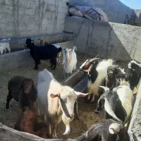 بز وبزغاله