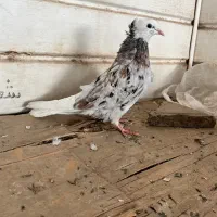 کفتر سور پلنگ و شامی