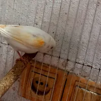 قناری جفت سرخ،وموزاییکی ماده