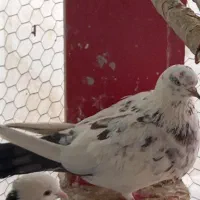 کبوتر پرشی|پرنده|مهریز, |دیوار