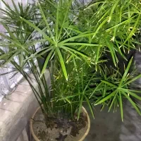 دوعددگلدان نخل مرداب و سانسوریا