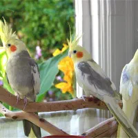 مینی پرورش گاه عروس هلندی