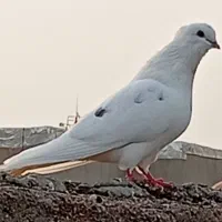 کبوتر معاوضه با مرغ یا وسایلی به کارم بیاد هم دارم