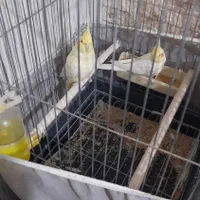 عروس هلندی لوتینو|پرنده|مشکیندشت, |دیوار