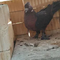 کبوتر یا کفتر|پرنده|کوه چنار, |دیوار