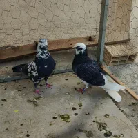 کفتر تهرانی