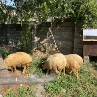 گوسفند زنده