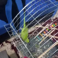 طوطی ملنگو سخنگو ماده پ|پرنده|اصفهان, بهاران|دیوار