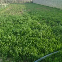 زمین-خام-جهت-ساخت-خونه-باغ