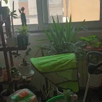 سه چرخه فیلی