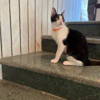 واگذاری گربه نر ۶ ماهه