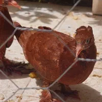 یک جفت جوجه رواعب راعبی سرخ