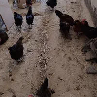 مرغ تخم گذار محلی گلپایگان