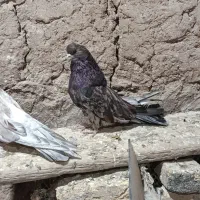 نره سرور جوان همه چیز آلی