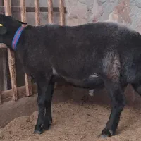 گوسفند وقوچ وبره قوچ همو وهترو