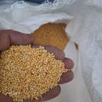 فروش بذر تره وارزن|خدمات باغبانی و درختکاری|مبارکه, |دیوار